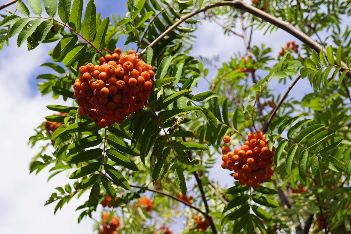 Sorbus aucuparia 'Sheerwater Seedling' op stam