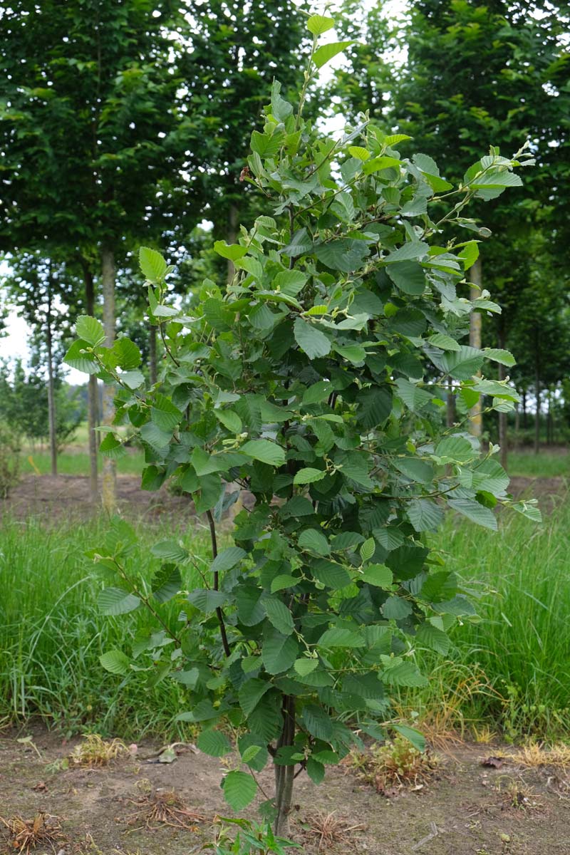 Alnus incana meerstammig / struik meerstammig