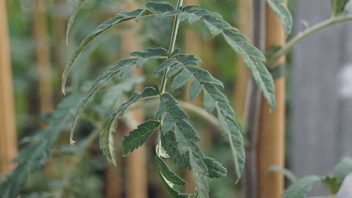 Sorbus 'Chinese Lace' Tuinplanten blad