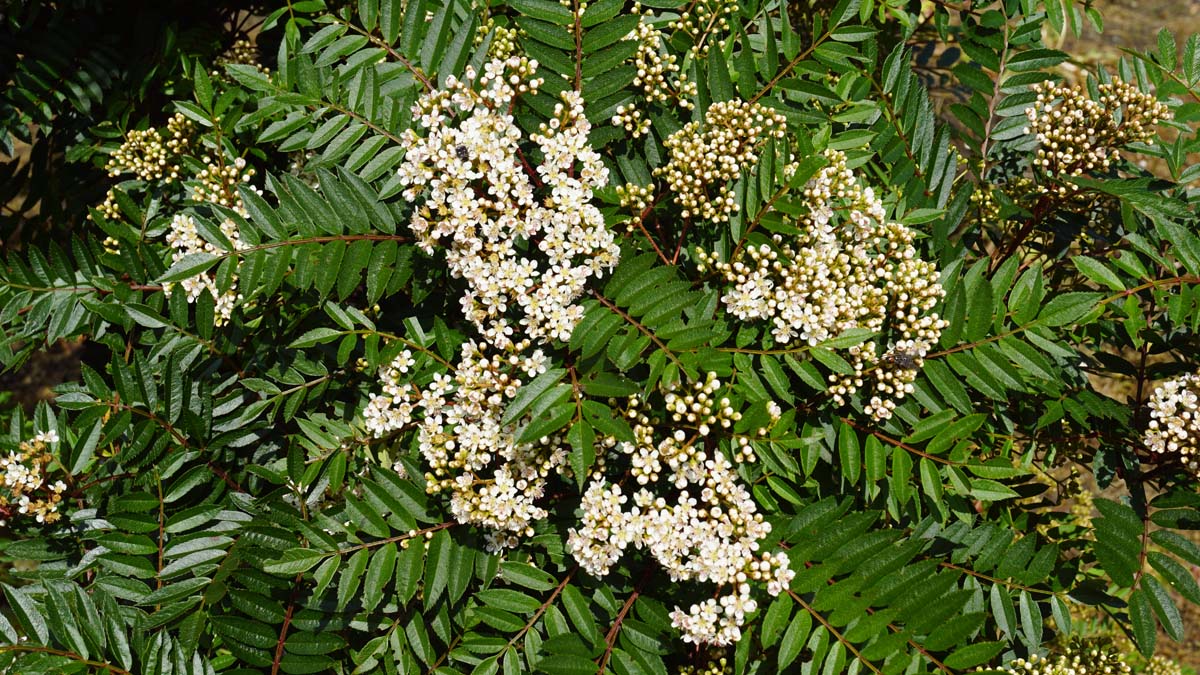 Sorbus decora op stam