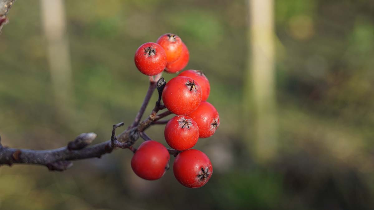 Sorbus hybrida 'Gibbsii' op stam bess