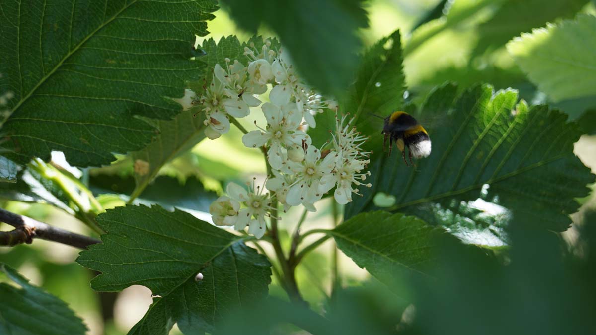 Sorbus intermedia meerstammig / struik biodiversiteit
