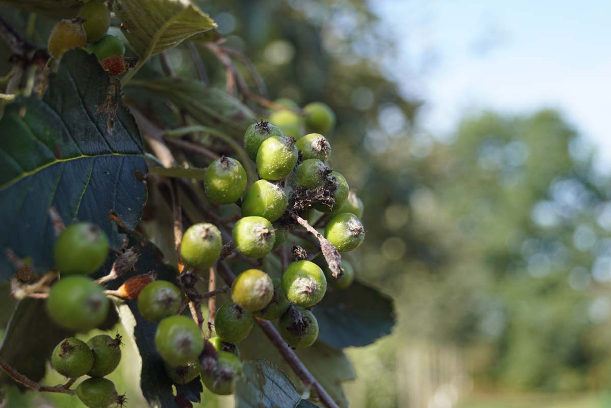 Sorbus intermedia 'Brouwers' op stam bes