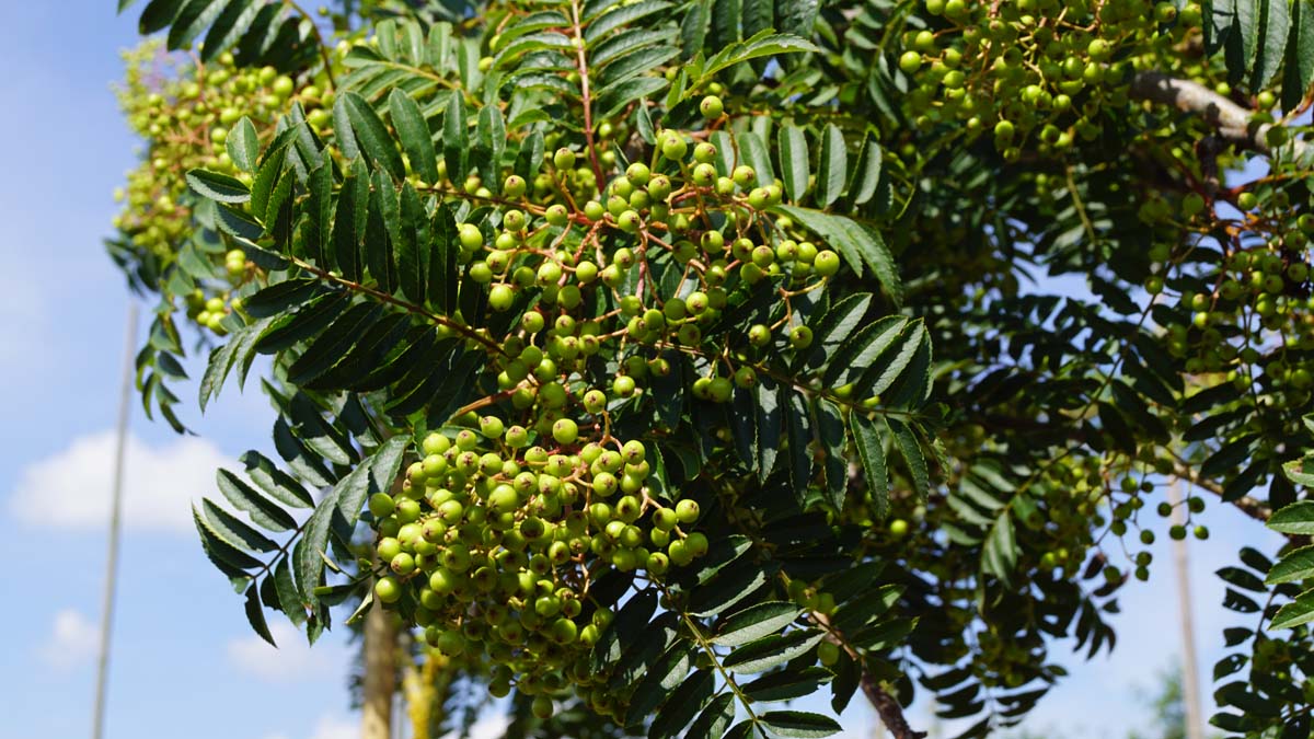 Sorbus 'Joseph Rock' Tuinplanten bes