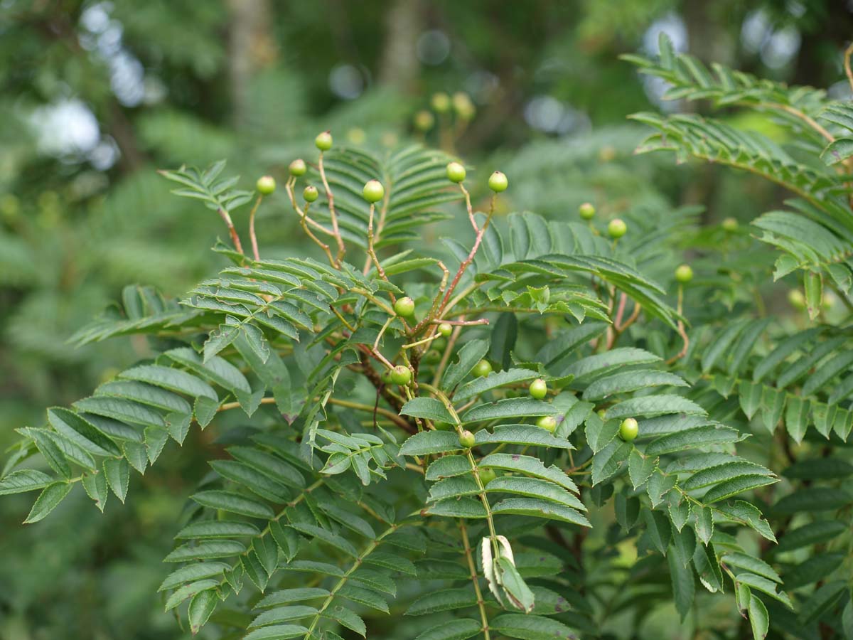Sorbus 'Joseph Rock' Tuinplanten blad