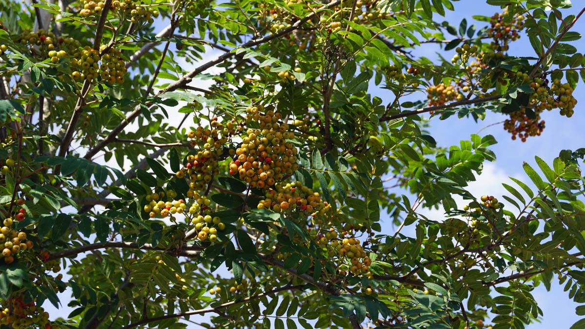 Sorbus 'Joseph Rock' op stam bes