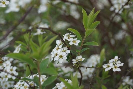 Spiraea nipponica 'Snowmound' haagplant bloesem