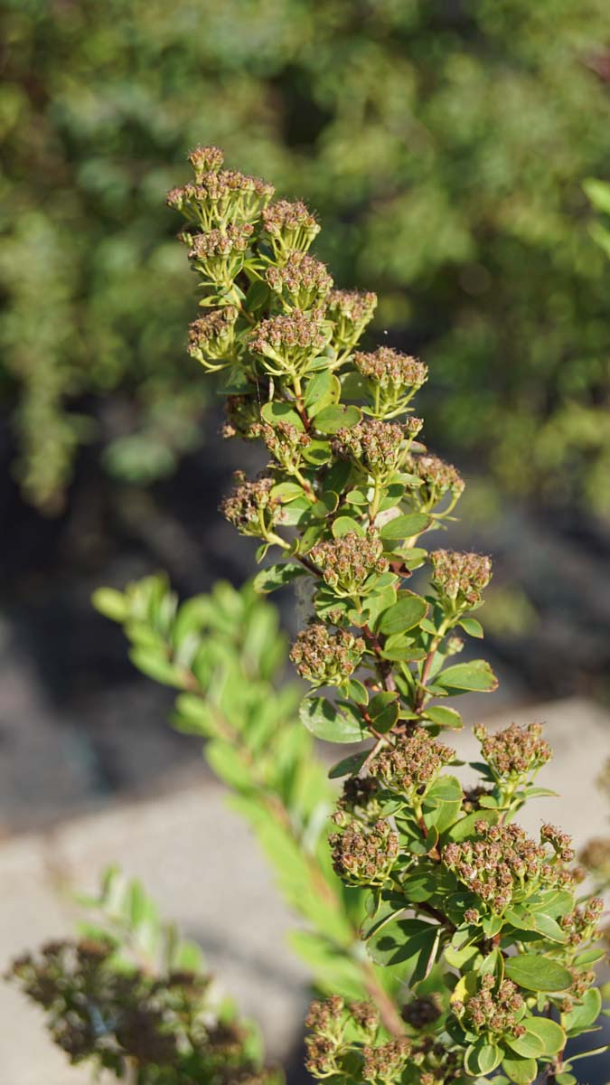Spiraea nipponica 'Snowmound' haagplant blad