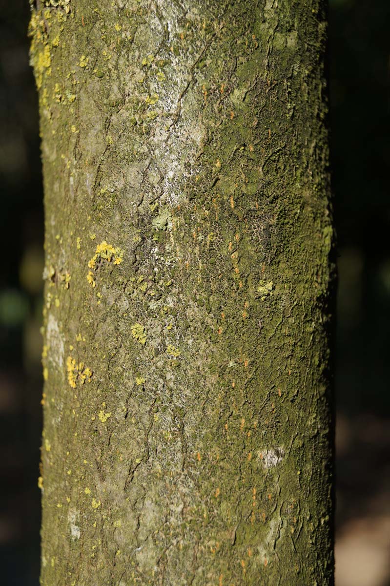 Sorbus latifolia 'Henk Vink' op stam bast