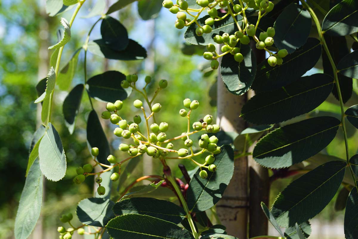 Sorbus 'Sunshine' Tuinplanten bes