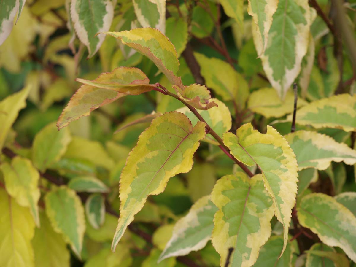 Stachyurus chinensis 'Joy Forever' Tuinplanten