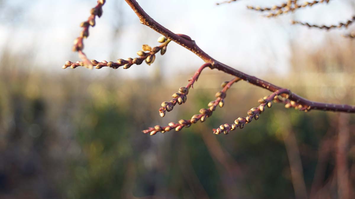 Stachyurus praecox