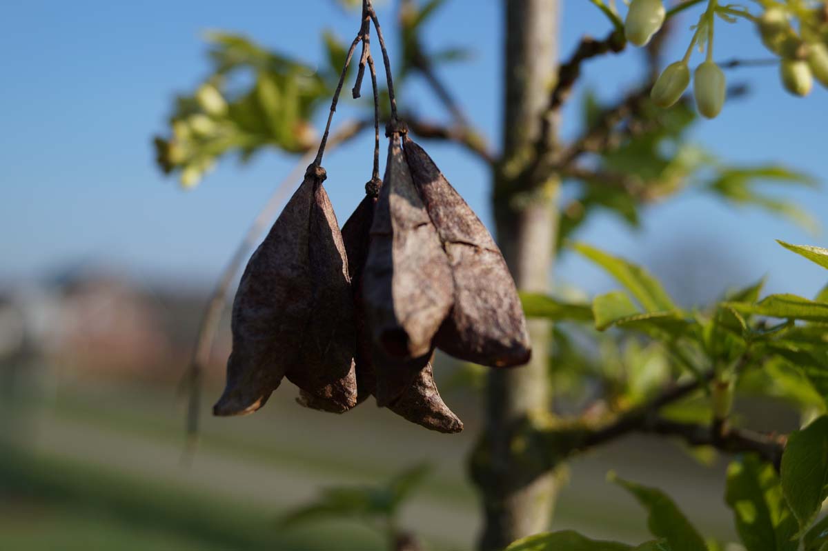 Staphylea colchica Tuinplanten zaaddoos