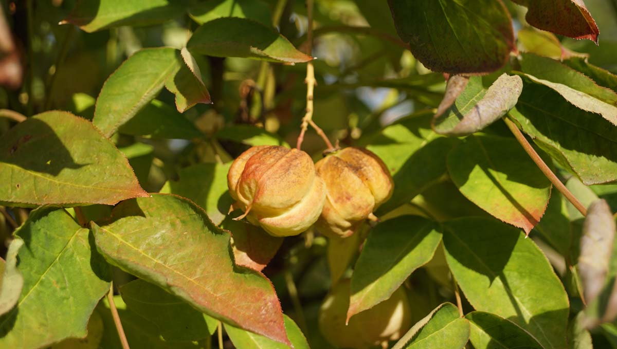 Staphylea colchica Tuinplanten zaaddoos
