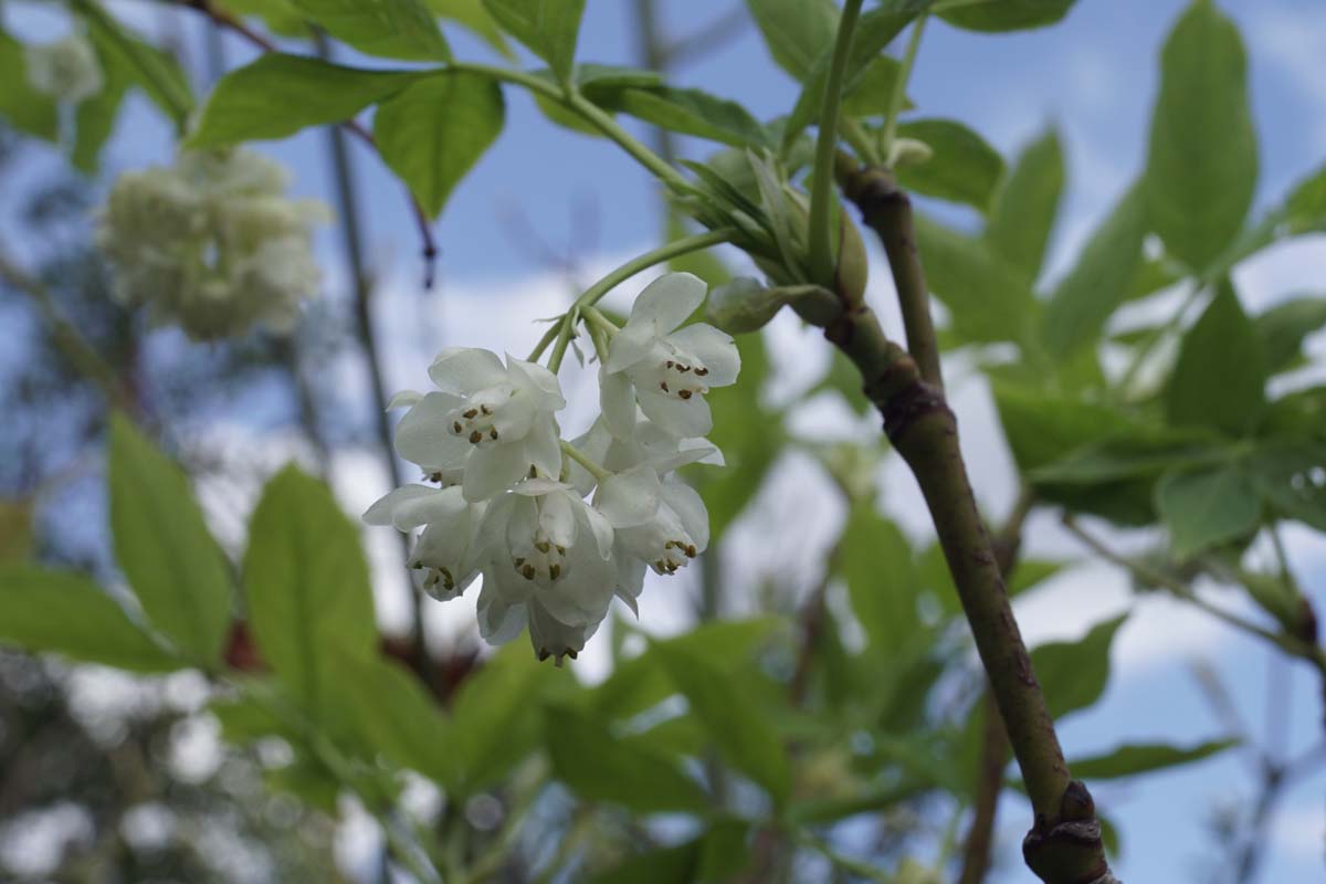 Staphylea pinnata Tuinplanten