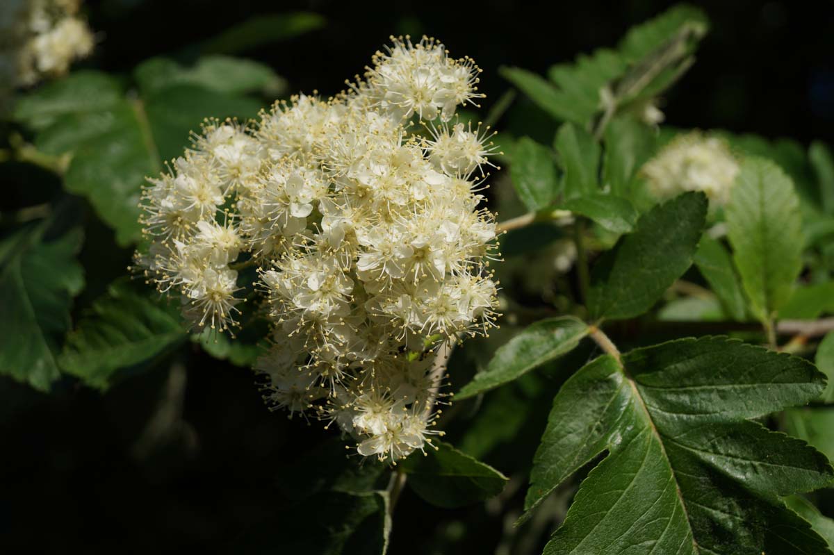 Sorbus thuringiaca 'Fastigiata' op stam bloem