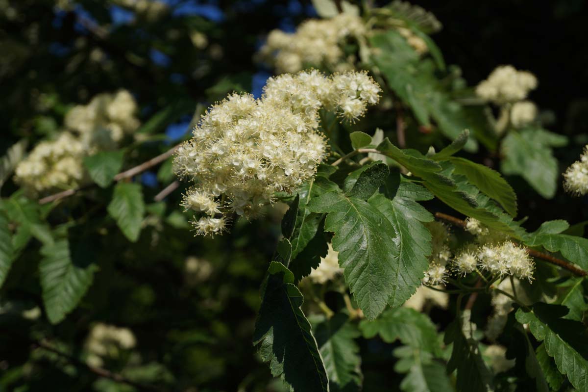 Sorbus thuringiaca 'Fastigiata' op stam bloesem