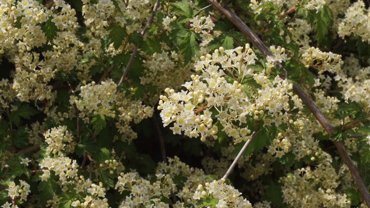 Stephanandra incisa 'Crispa' Tuinplanten