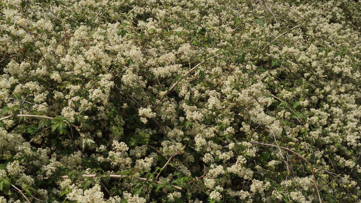 Stephanandra incisa 'Crispa' haagplant