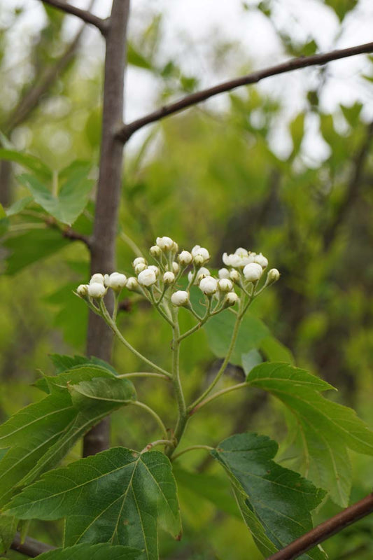 Sorbus torminalis haagplant bloem