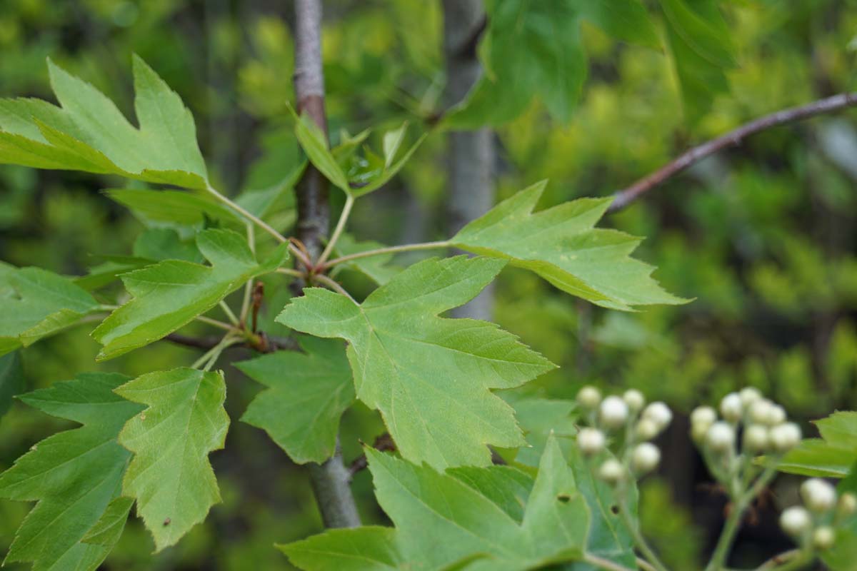 Sorbus torminalis op stam blad