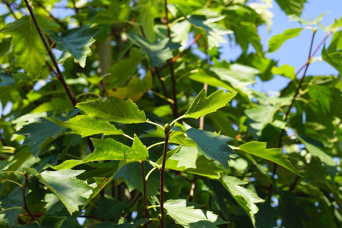 Sorbus torminalis Tuinplanten blad