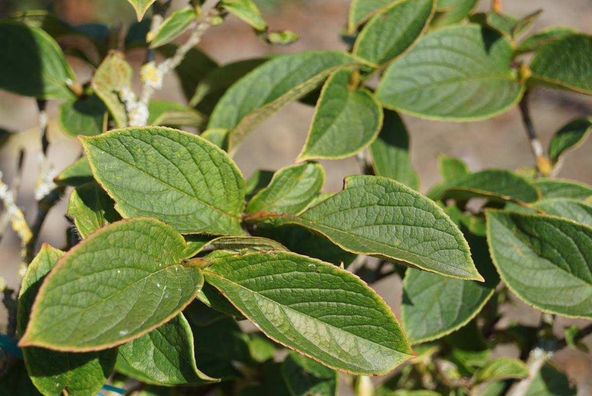 Stewartia pseudocamellia meerstammig / struik blad