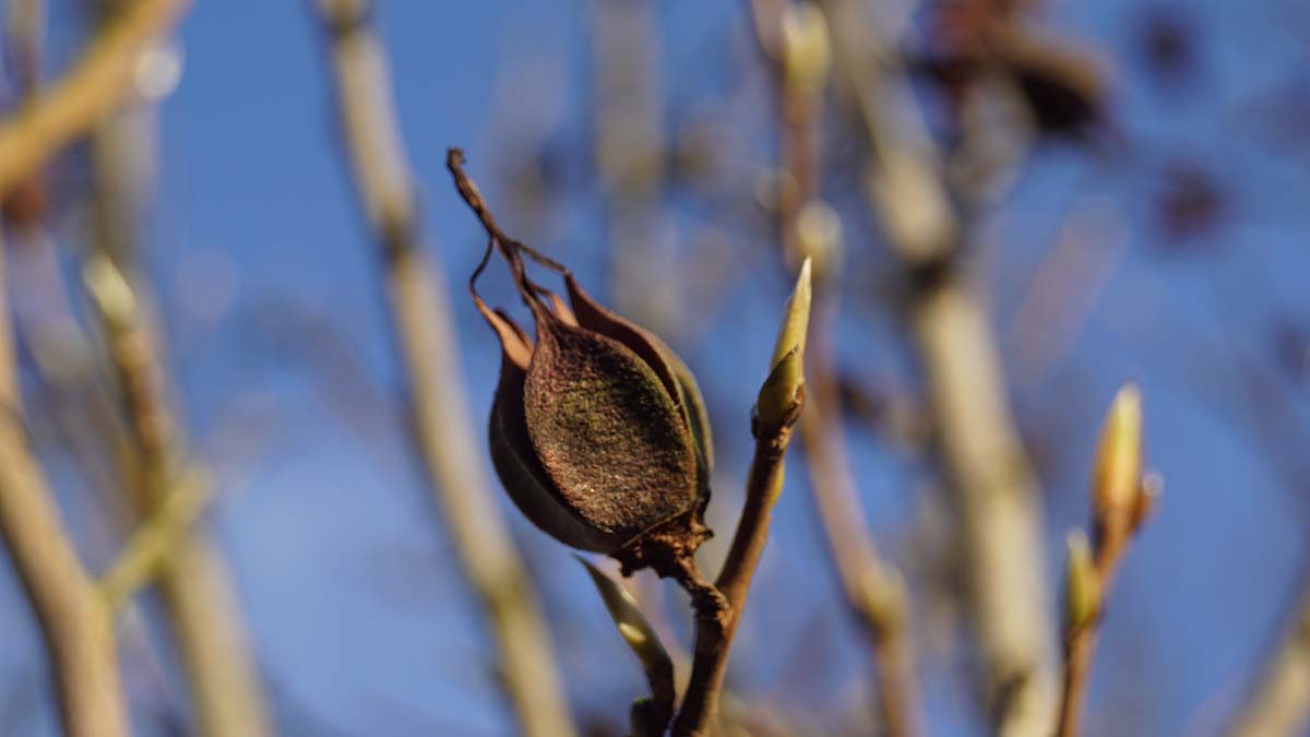 Stewartia rostrata op stam