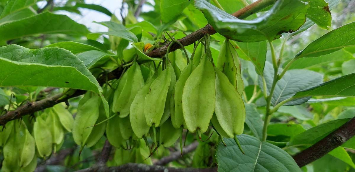 Stewartia rostrata op stam