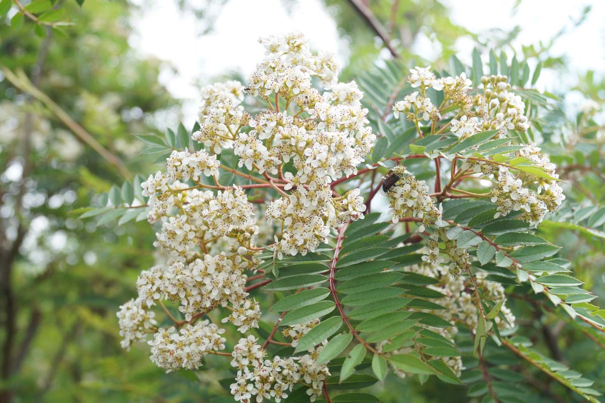 Sorbus vilmorinii Tuinplanten biodiversiteit