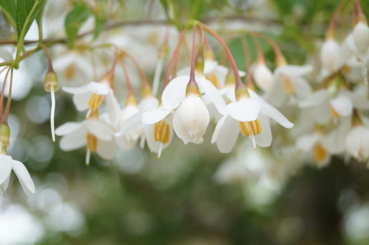Styrax japonicus fargesii meerstammig / struik