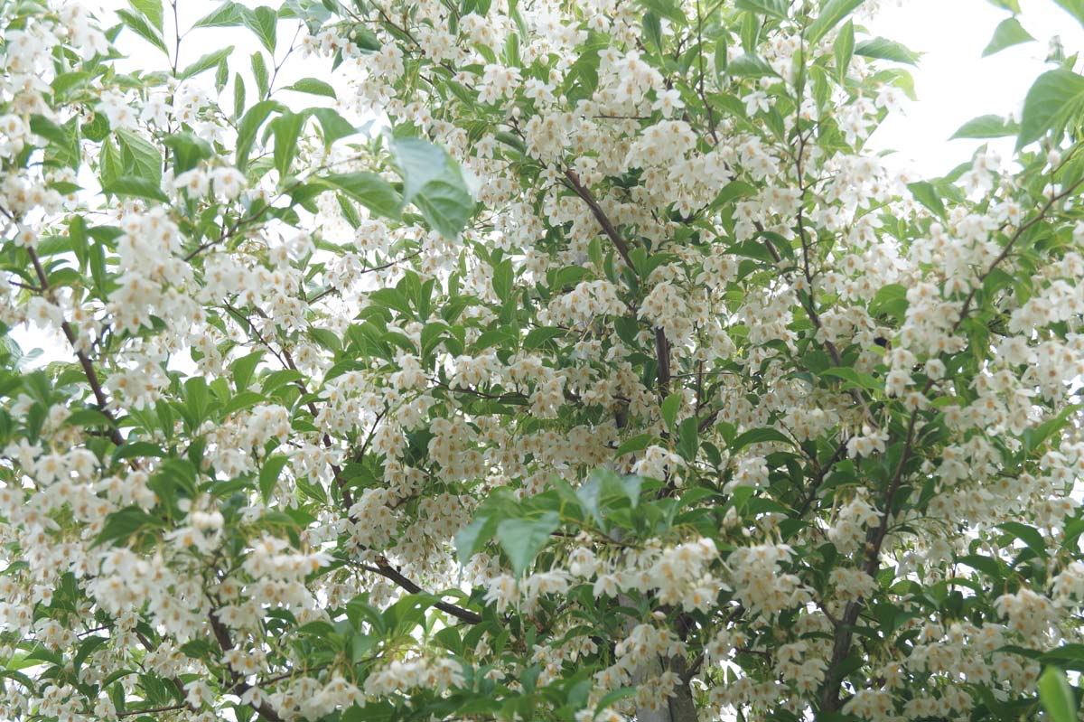 Styrax japonicus fargesii meerstammig / struik