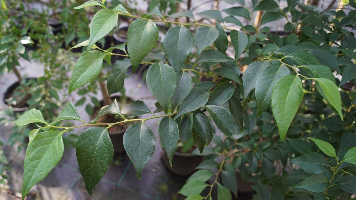 Styrax japonicus fargesii meerstammig / struik