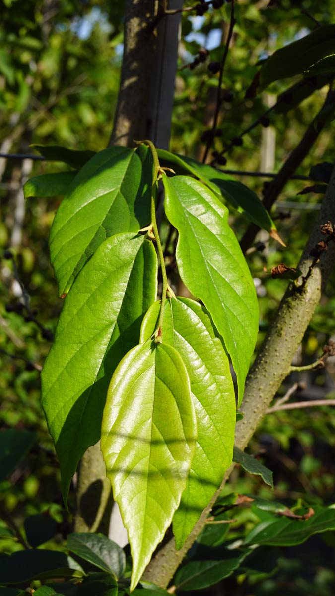 Sycoparrotia semidecidua Tuinplanten blad