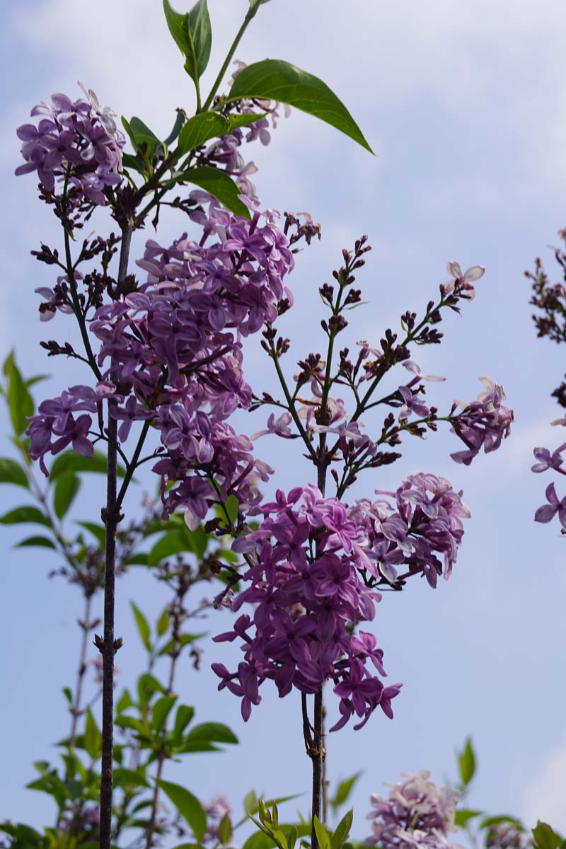 Syringa chinensis 'Saugeana' bloesem