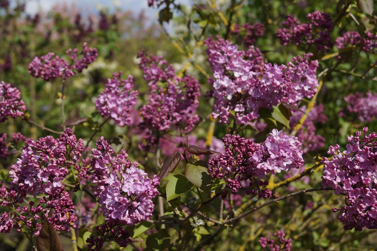 Syringa hyacinthiflora 'Maiden's Blush' Tuinplanten