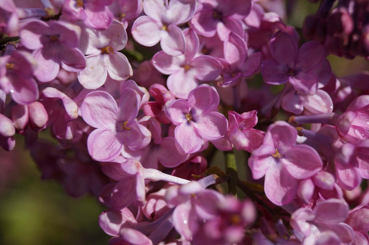 Syringa hyacinthiflora 'Maiden's Blush' meerstammig / struik