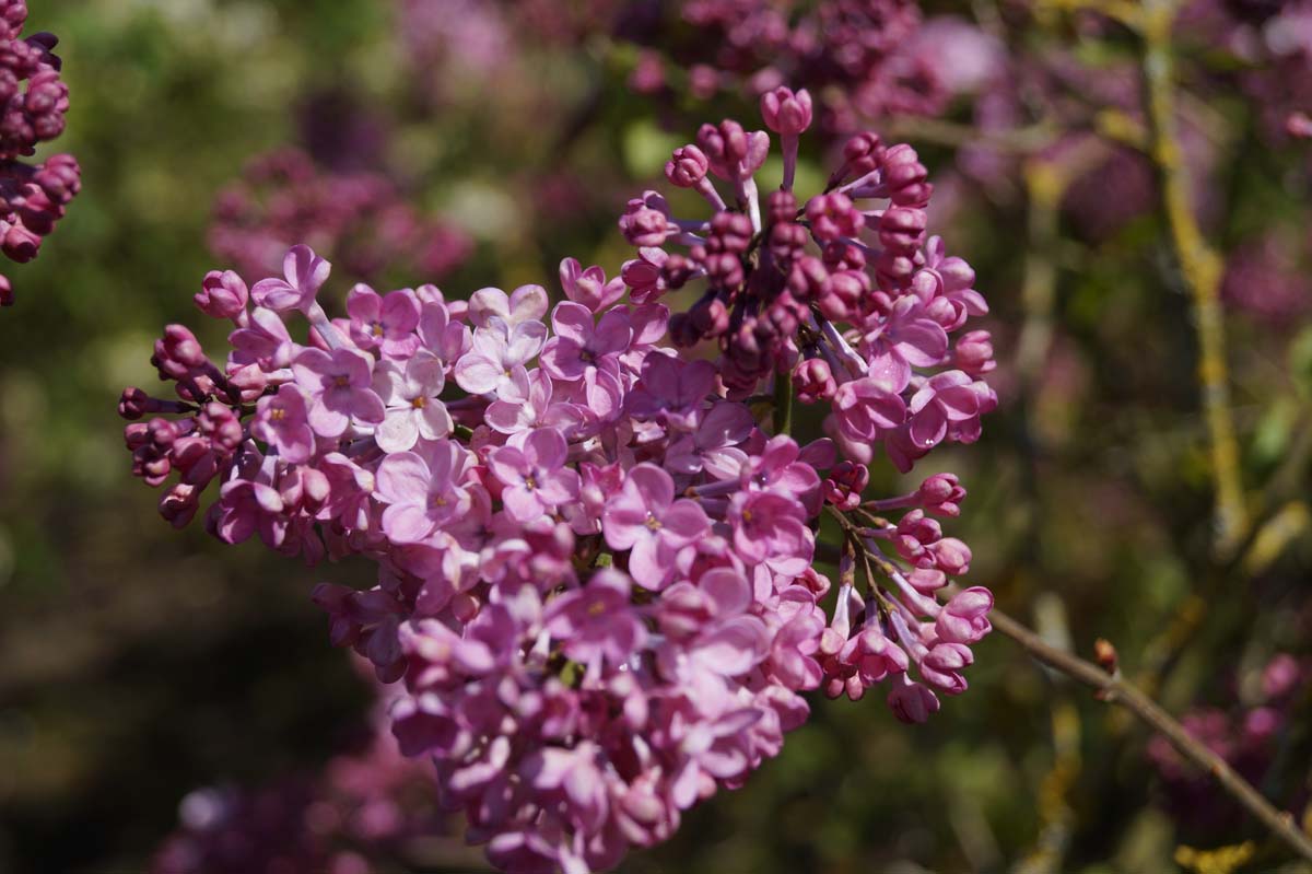 Syringa hyacinthiflora 'Maiden's Blush'