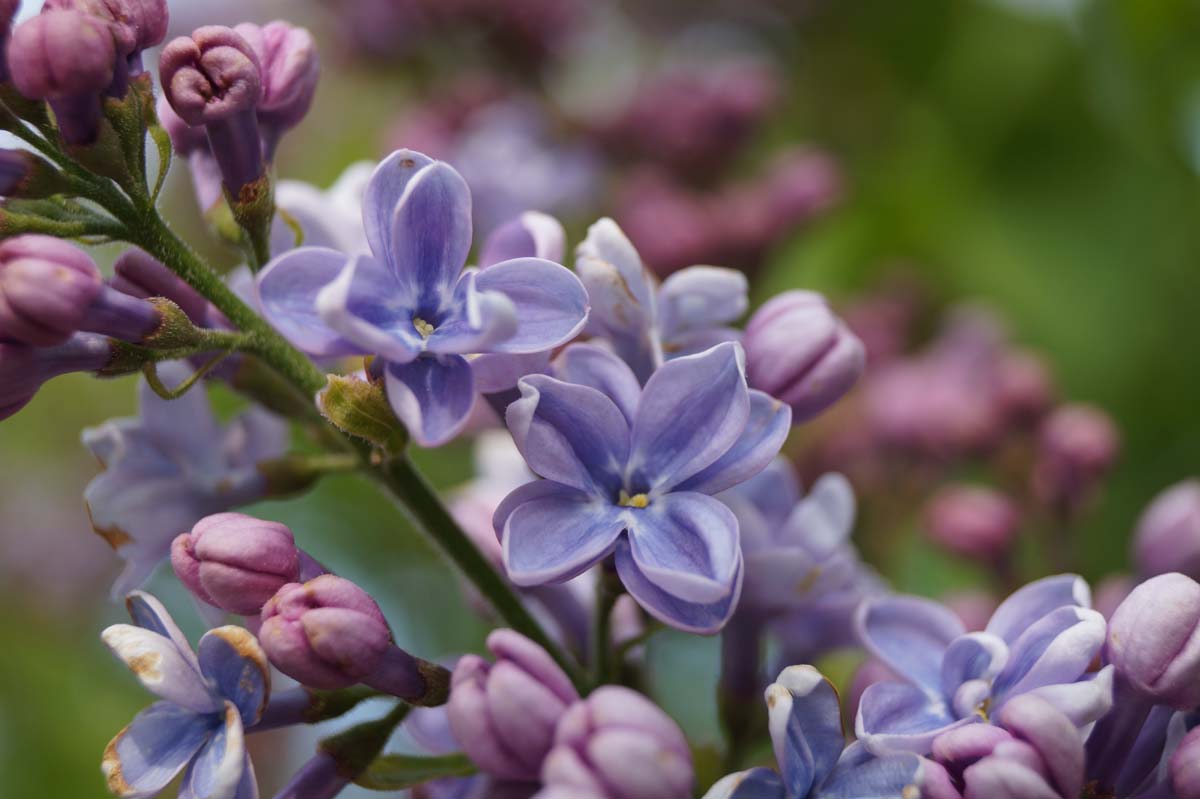 Syringa vulgaris 'Prof. Hoser' meerstammig / struik bloem