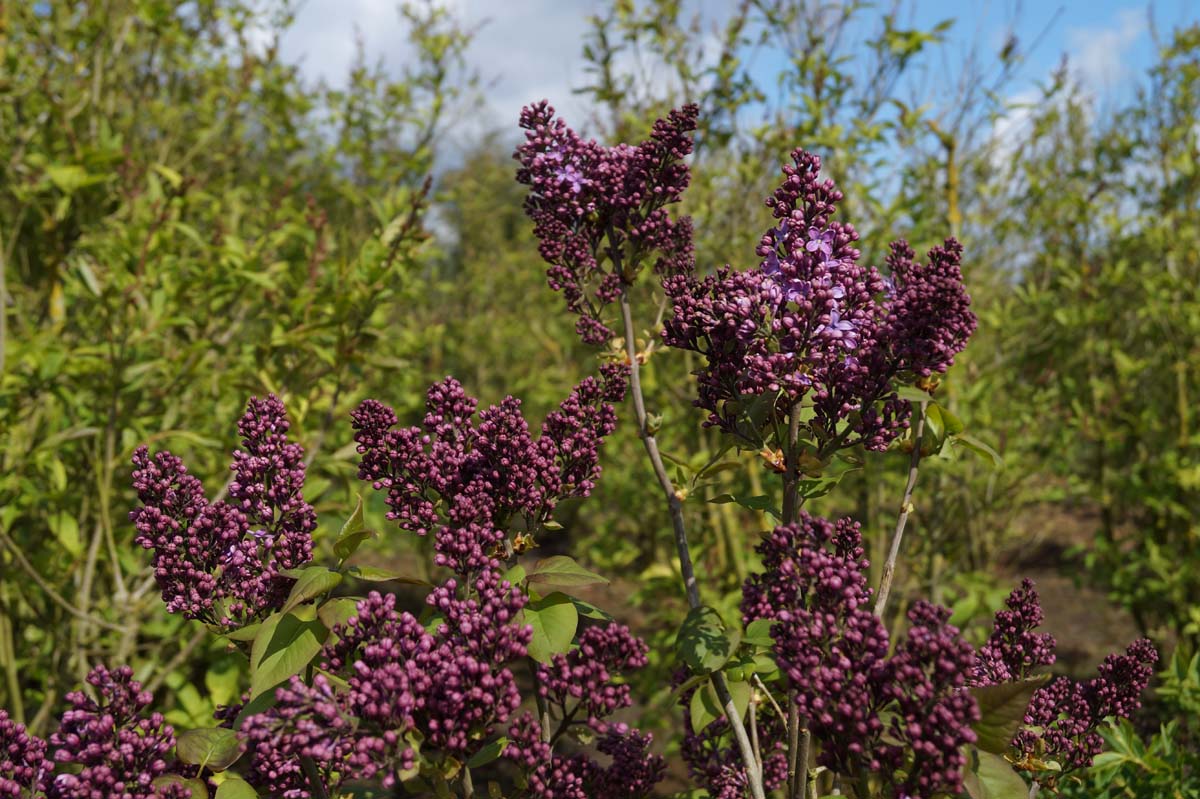 Syringa vulgaris 'Ruhm von Horstenstein' meerstammig / struik bloem