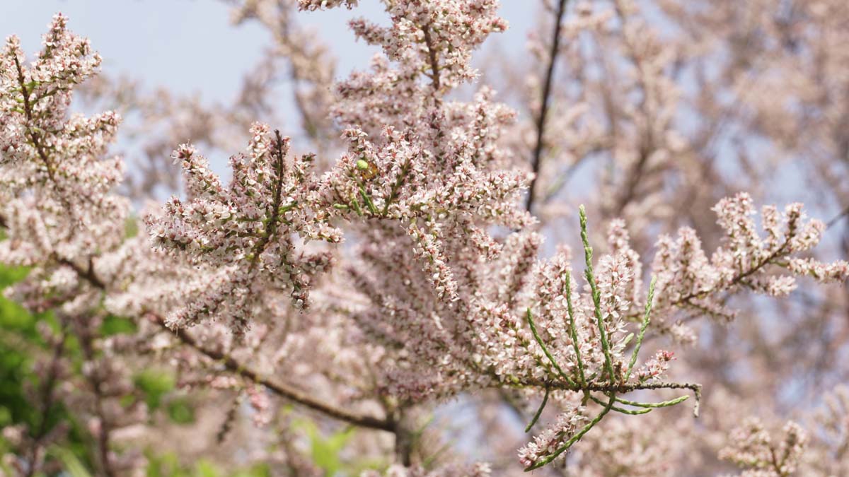 Tamarix ramosissima meerstammig / struik