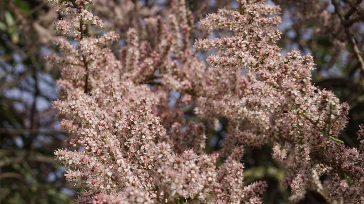 Tamarix ramosissima meerstammig / struik