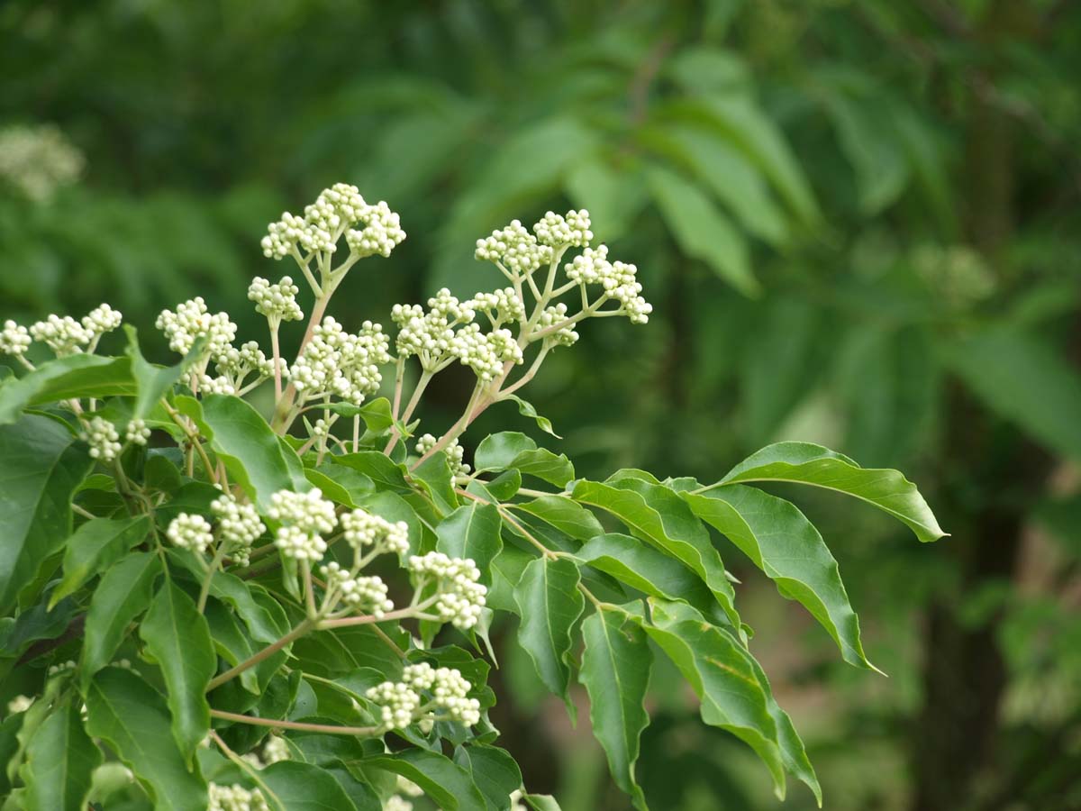 Tetradium daniellii hupehensis Tuinplanten bloem