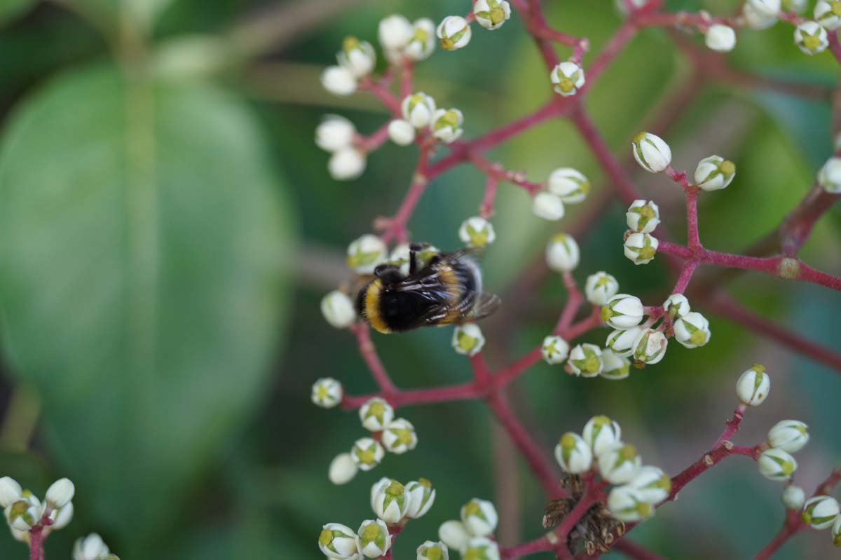 Tetradium daniellii hupehensis op stam bloem