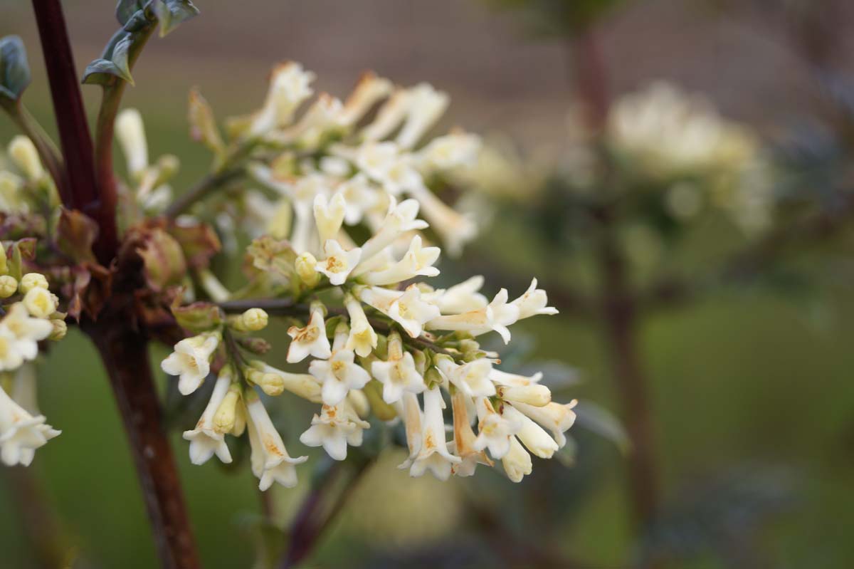 Syringa pinnatifolia meerstammig / struik