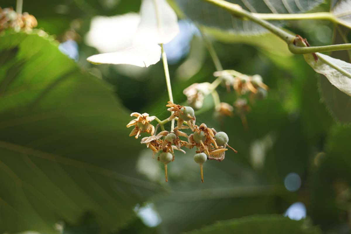 Tilia americana 'Moltkei' op stam bloem