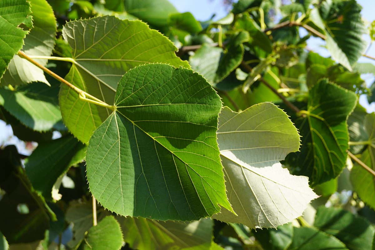 Tilia americana 'Moltkei' Tuinplanten blad