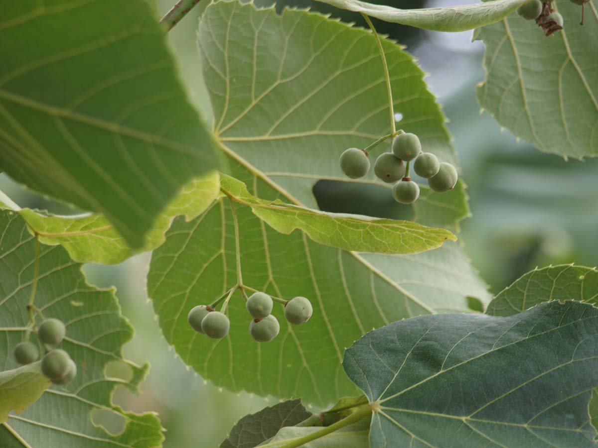 Tilia americana 'Moltkei' op stam blad