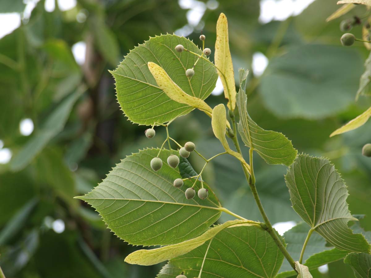 Tilia americana 'Nova' op stam blad