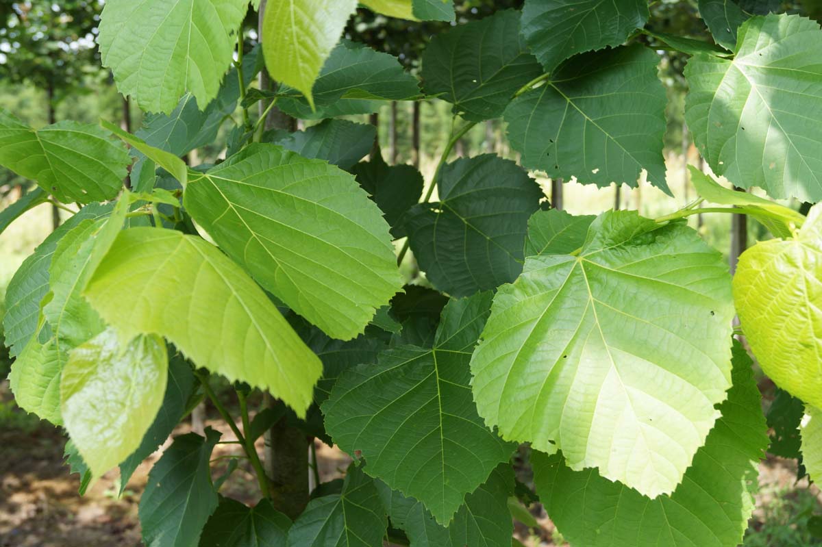 Tilia americana 'Nova' op stam blad
